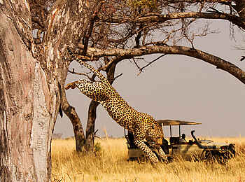 Shinde Lodge: Leopard