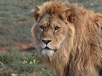 Sindile Luxury Tented Camp: Ein imposanter Löwe Sindile Luxury Tented Camp: Ein imposanter Löwe