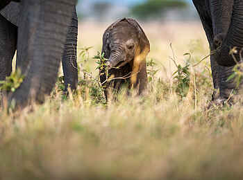 Singita Milele: Elefantenbaby