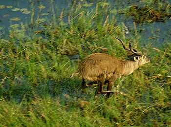 Sitatunga Private Island Suite: Sitatunga-Antilope Sitatunga Private Island Suite: Sitatunga-Antilope