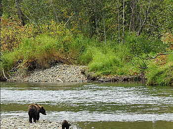 Tweedsmuir Park Lodge: Der Fluss mit seinen Bewohnern