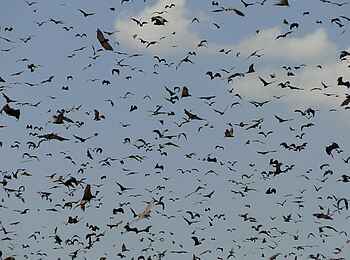 Wasa Lodge: Flughundschwarm