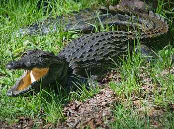 Xakanaxa Camp: Baby-Krokodil