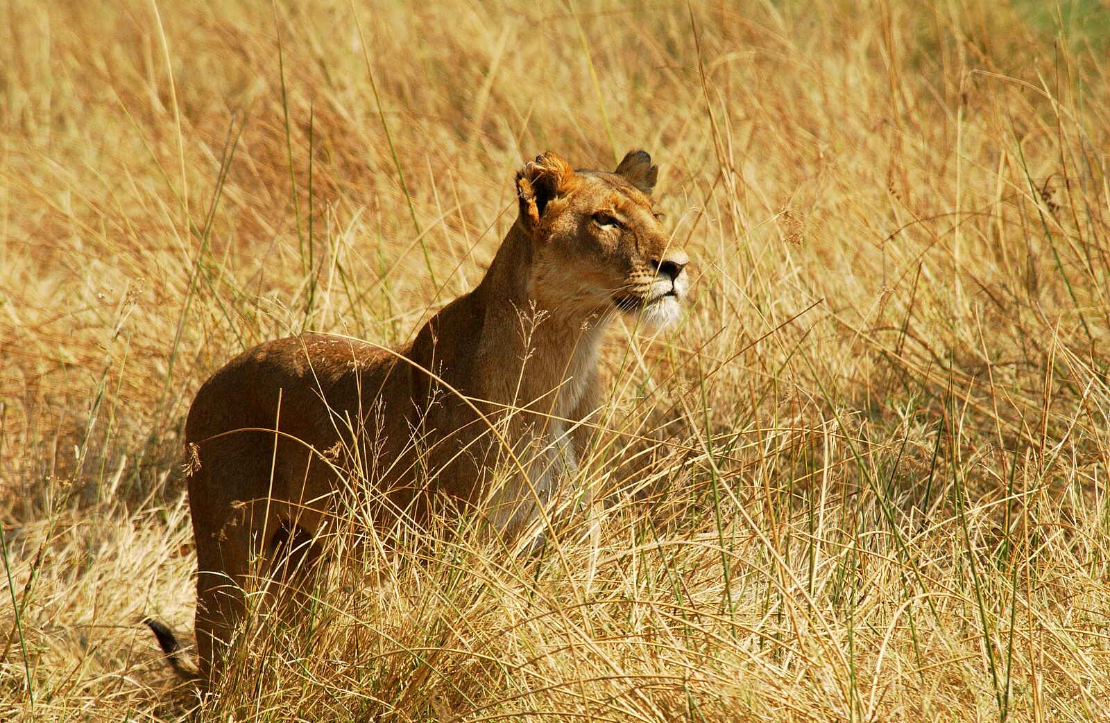 Desert & Delta Safaris: Löwin Desert & Delta Safaris: Löwin