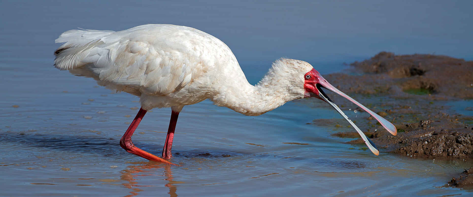 Lobolo Camp: Löffler Central Island, Joyce Chianda Scheuerman, Lobolo Camp, Sibiloi National Park, South Island, Suguta Valley, Turkanasee, Turkwel River, Löffler, Spoonbill, Vögel, Afrikarma, Afrikarma Safaris, Afrikarma Safaris. Wildnis. Hautnah., Afrikarma.de