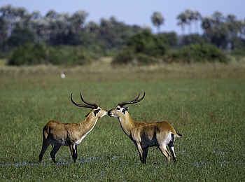 Mombo Camp: Zwei Gazellen Mombo Camp: Zwei Gazellen