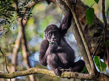 Ngaga Camp: Ein kleiner Flachlandgorilla