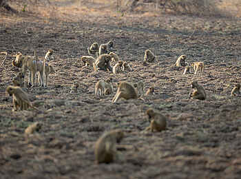 Nkonzi Bush Camp: Pavianhorde Nkonzi Bush Camp: Pavianhorde