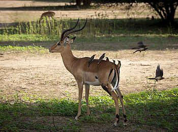 Nyamatusi Camp: Impala mit Oxpecker Nyamatusi Camp: Impala mit Oxpecker