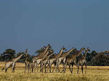 Selinda Camp: Giraffen