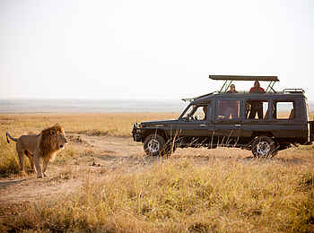 Sentinel Mara Camp: Ein Löwe