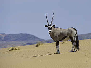 Serra Cafema: Stattlicher Gemsbock