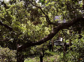 Simbavati River Lodge: Pflanzenwelt in der Lodge