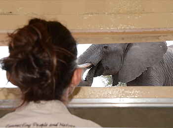 Camelthorn Lodge: Elefant - gesehen aus dem Beobachtungsunterstand Camelthorn Lodge: Elefant - gesehen aus dem Beobachtungsunterstand
