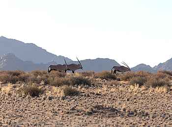 Desert Camp: Hinter dem Bungalow Desert Camp: Hinter dem Bungalow