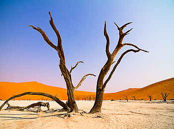 Desert Homestead Outpost: Tote Bäume in der Wüste