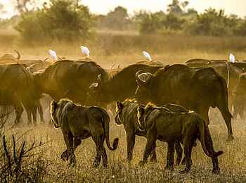 Duba Plains Suite: Löwen und Büffel