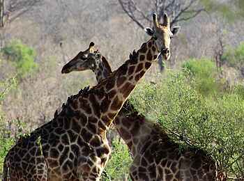 Ghoha Hills Savuti Lodge: Zwei Giraffen