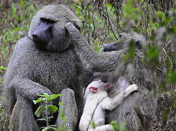 Hatari Lodge: Anubispaviane