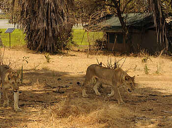 Lake Manze Camp: Löwen im Camp Lake Manze Camp: Löwen im Camp