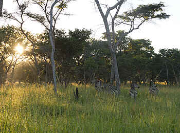 Lilayi: Zebraherde im Gras Lilayi: Zebraherde im Gras