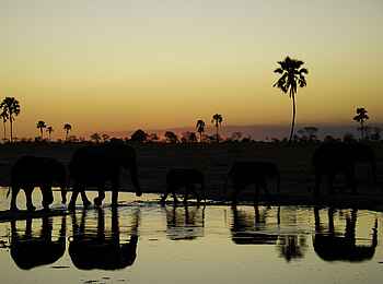 Little Makalolo Camp: Elefantenreflektionen Little Makalolo Camp: Elefantenreflektionen