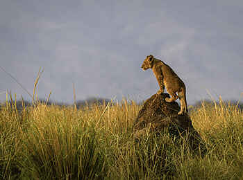 Little Ruckomechi Camp: Junger Löwe hält Ausschau
