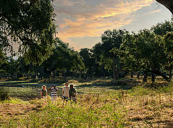 Mara River Camp: Walking Safari Mara River Camp: Walking Safari