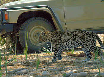 Mdonya Old River Camp: Leopard neben einem Geländefahrzeug
