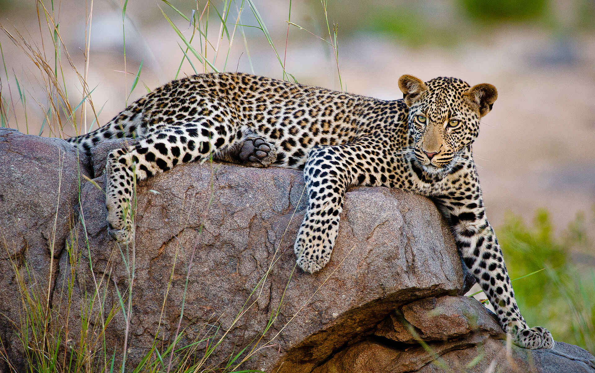 Fluss Sohebele, Kruger National Park, Krüger-Nationalpark, Motswari, Motswari Game Lodge, Motswari Private Game Reserve, Sohebele, Südafrika, Timbavati, Timbavati Nature Reserve, Leopard, Natur, Pirschfahrt, Tierbeobachtung, Tiere, Wildbeobachtung, Afrikarma, Afrikarma Safaris, Afrikarma Safaris - Wildnis. Hautnah., afrikarma.de