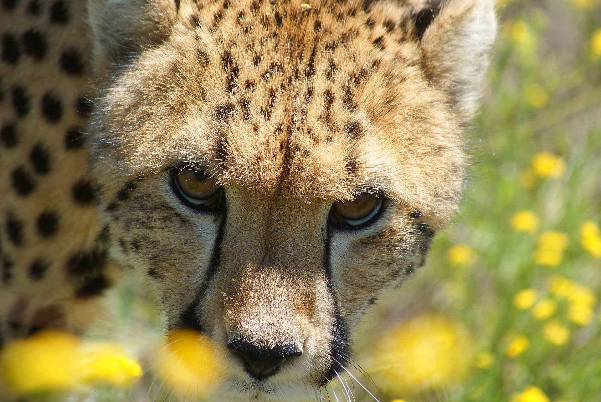 Naankuse Lodge: Lodge-Gepardin Ayla Airport, Auffangsstation, Auswilderung, Auszeichnung, Carnivoren, Charity, Charity Lodge, Fleischfresser, Flughafen, Gepard, Geparden, Hochzeit, Koch, Küche, Leopard, Leoparden, Naankuse, Naankuse Foundation, Naankuse Lodge, Naankuse Reservat, Naankuse Reservation, Naankuse Schutzgebiet, Naankuse Stiftung, Namiba, Raubtiere, Reservat, Safari, San, San-Volk, Seminar, South East Namibia, South Namibia, Südnamibia, Südostnamibia, Tagung, Tierschutz, Tracking, Windhoek, Wohltätigkeit, Fauna, Fotografie, Tiere