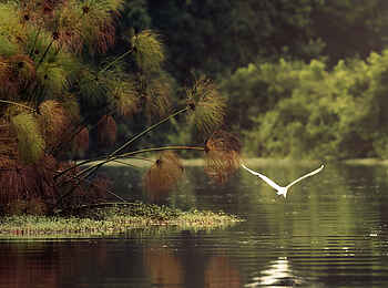 Nyanga Lodge: Beutesuche