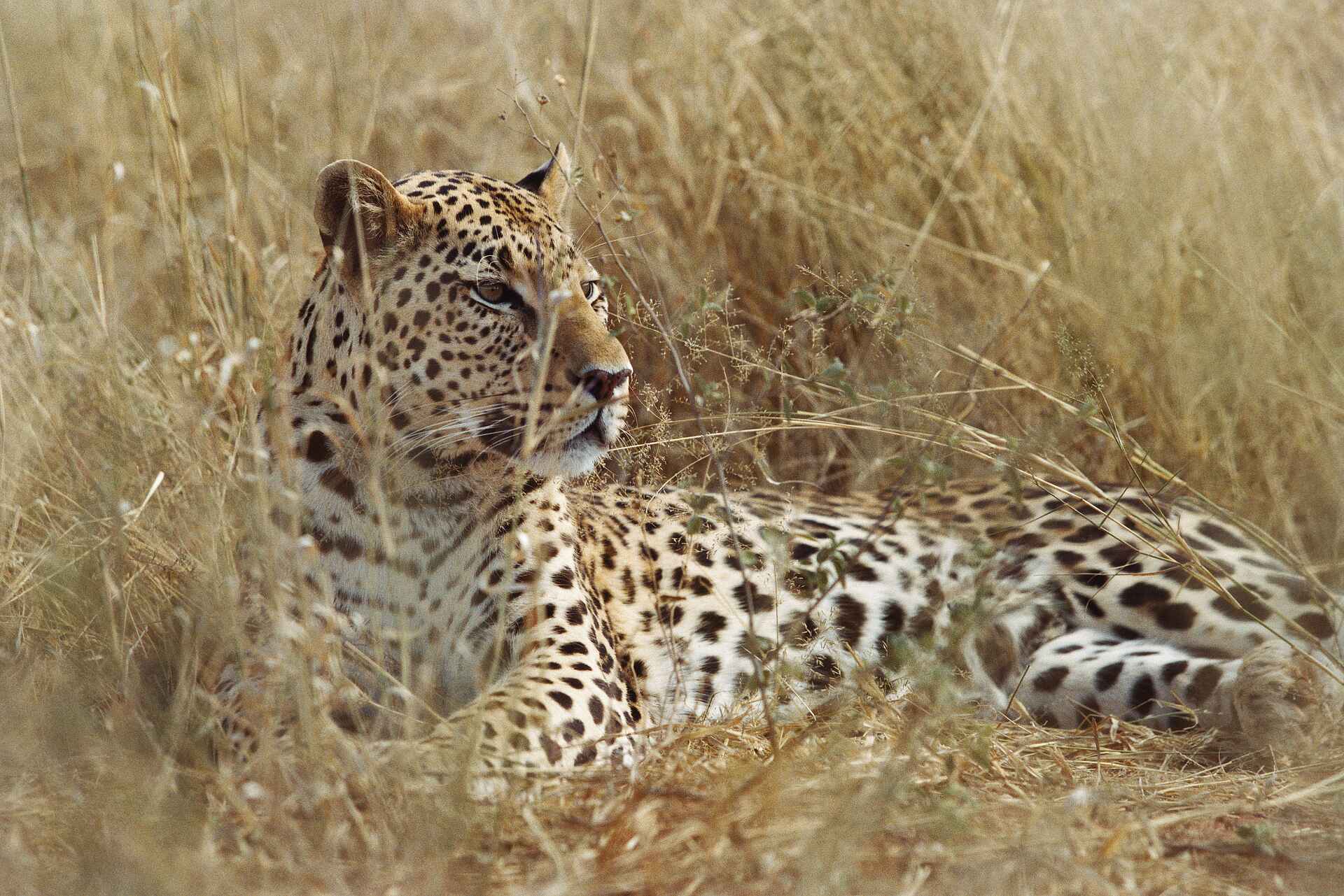 Okonjima Plains Camp: Leopard in der Savann von Okonjima
