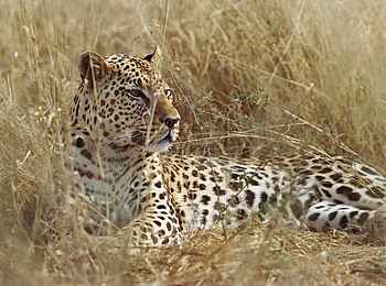 Okonjima Plains Camp: Leopard in der Savann von Okonjima Okonjima Plains Camp: Leopard in der Savann von Okonjima