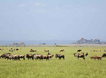 Ol Donyo Lodge: Gnus Ol Donyo Lodge: Gnus