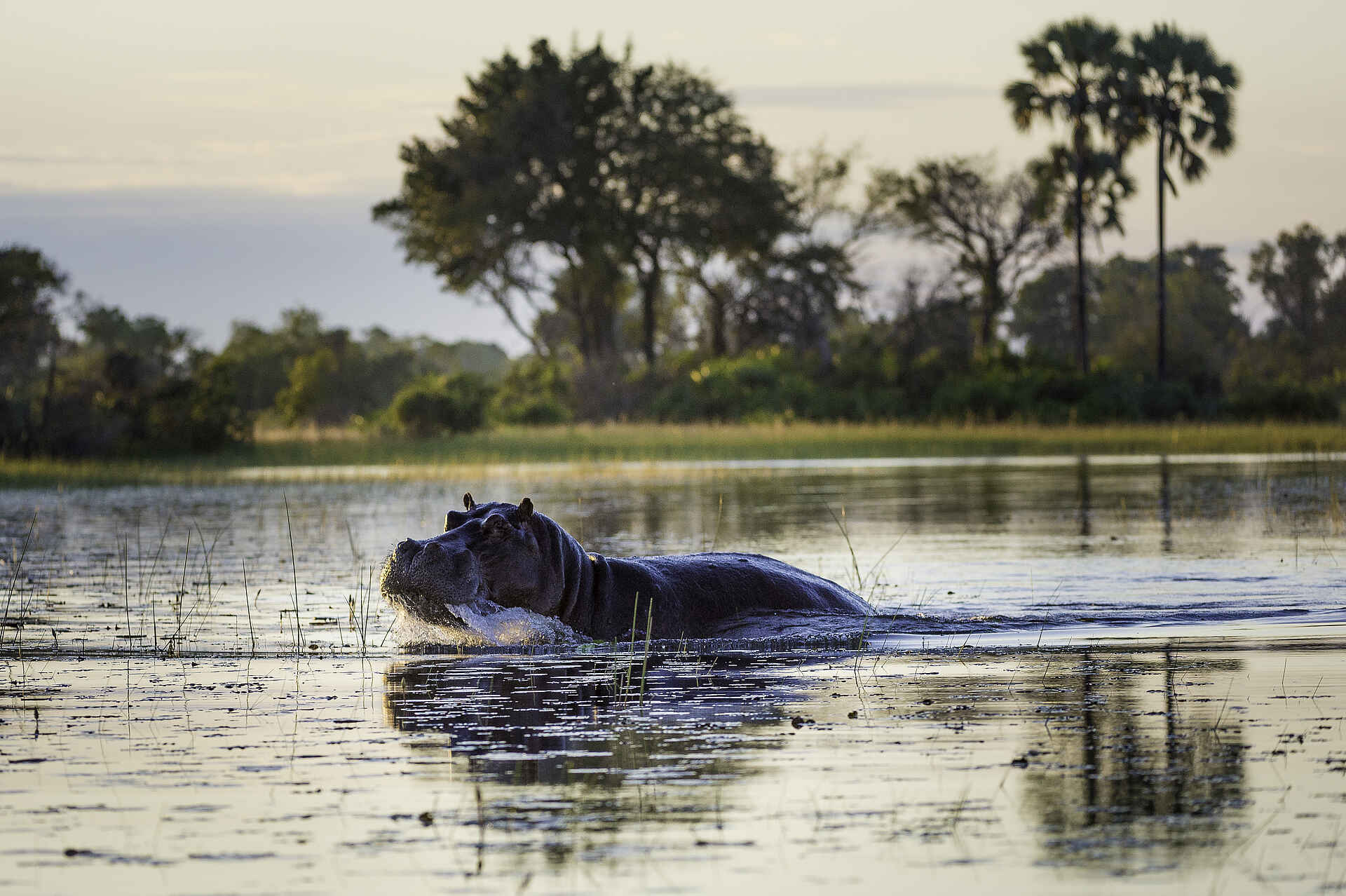Pelo Camp: Angreifendes Nilpferd Adventure Camp, Afrikarma, Jao Konzession, NG 25, Okavango-Delta, Pelo, Pelo Camp, Safari, Hippo, Hochwasser, Nilpferd, Wassercamp, Wilderness Safaris, Afrikarma Safaris, Afrikarma Safaris - Wildnis. Hautnah., afrikarma.de