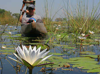Pom Pom Camp: Seerose Pom Pom Camp: Seerose