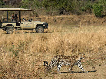Puku Ridge Camp: Pirschfahrt mit Leopardensichtung Puku Ridge Camp: Pirschfahrt mit Leopardensichtung