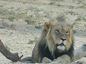 Rooiputs Lodge: Männlicher Löwe
