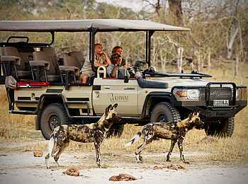 Sable Alley Camp: Pirschfahrt mit Wildhunden
