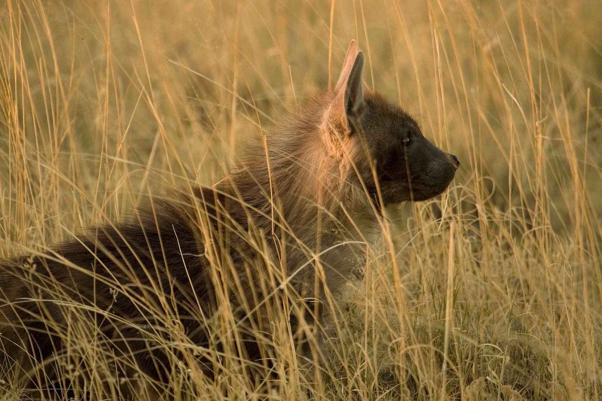 Baobab, Braune Hyäne, CT11, Makgadikgadi, Ntwetwe Pan, Nxai Pans, San Camp, Uncharted Africa Safari Co., Ntwetwe-Pfanne