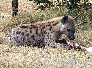 Selous Impala Camp: Hyäne