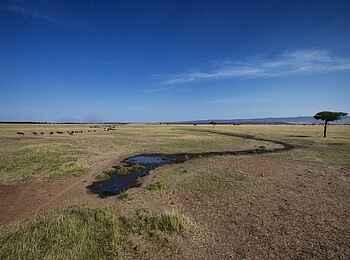 Serian Serengeti Mobile Camp: Gnuwanderung