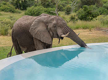 Siviti Timbavati Plains Lodge: Besucher am Pool Siviti Timbavati Plains Lodge: Besucher am Pool