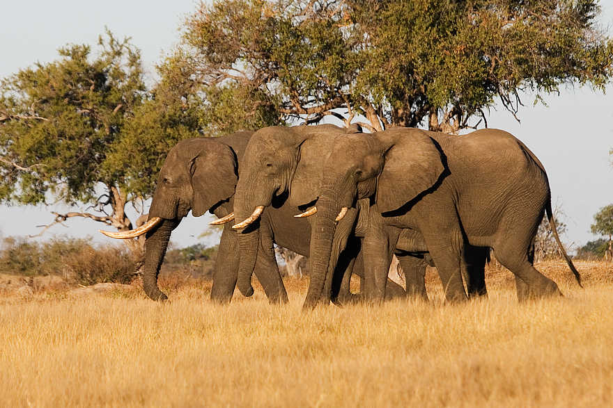 The Hide: Elefanten im Vlei The Hide: Elefanten im Vlei