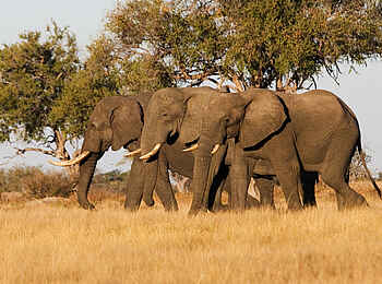 The Hide: Elefanten im Vlei The Hide: Elefanten im Vlei