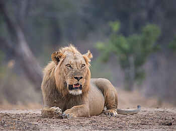 Chikwenya Camp: Ruhender Löwe