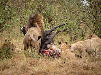 Entim Masai Mara: Wegschleppen der Beute