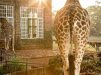 Giraffe Manor: Giraffen im Park Giraffe Manor: Giraffen im Park