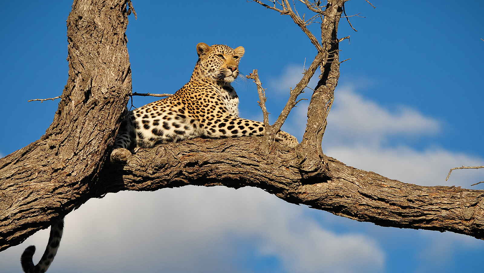 Inyati Game Lodge: Leopard im Ausguck Inyati Game Lodge: Leopard im Ausguck